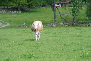 MUdevisning
