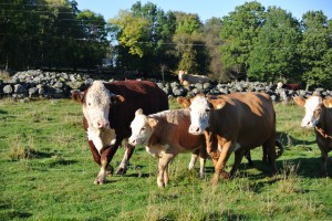 Pappa, mamma, barn